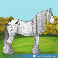 Horse Color:Liver Chestnut Sabino Appaloosa 