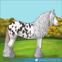 Horse Color:Liver Chestnut Appaloosa 