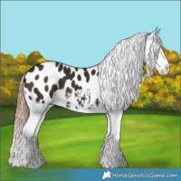 Horse Color:Liver Chestnut Appaloosa 