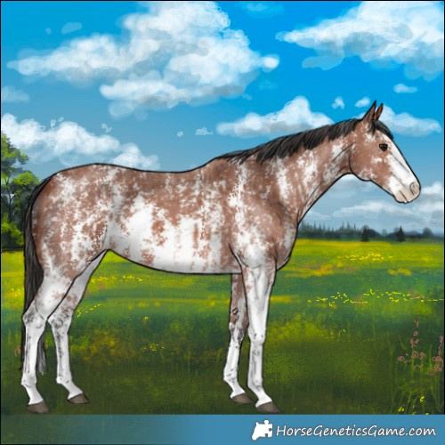 Horse Color:Bay Sabino Rabicano and Bay Sabino Rabicano