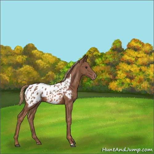 Horse Color:Chestnut Appaloosa 