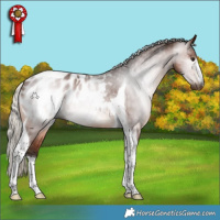 Horse Color:Gray Silver Bay Tobiano Appaloosa 