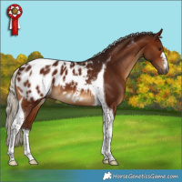 Horse Color:Gray Silver Bay Tobiano Appaloosa 