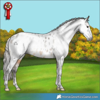 Horse Color:Gray White Spotted Buckskin Tobiano Near Leopard 