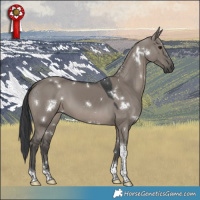 Horse Color:White Spotted Grullo Tobiano 