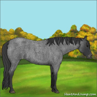 Horse Color:Blue Roan Varnish 