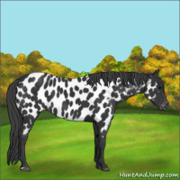 Horse Color:Blue Roan Near Leopard