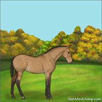 Horse Color:Buckskin Roan Dun Rabicano 