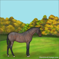 Horse Color:Brown Roan 