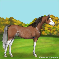 Horse Color:Bay Sabino Splash Rabicano