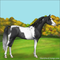 Horse Color:Black Splash Tobiano Rabicano