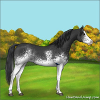 Horse Color:White Spotted Black Splash Rabicano 