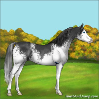 Horse Color:White Spotted Black Sabino Splash Rabicano 