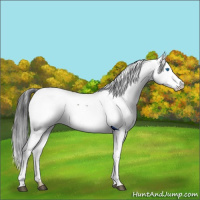 Horse Color:White Spotted Black Splash Rabicano 