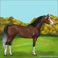 Horse Color:Gray Buckskin Splash 