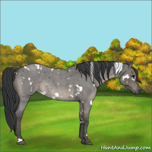 Horse Color:Platinum White Spotted Grullo Roan Rabicano 