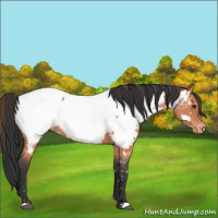 Horse Color:Bay Roan Appaloosa 