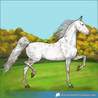 Horse Color:Gray Chocolate Palomino Dun Near Leopard 