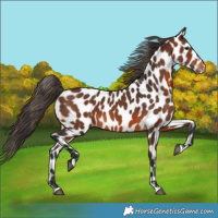 Horse Color:Brown Appaloosa 