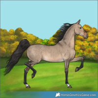 Horse Color:Brown Dun 