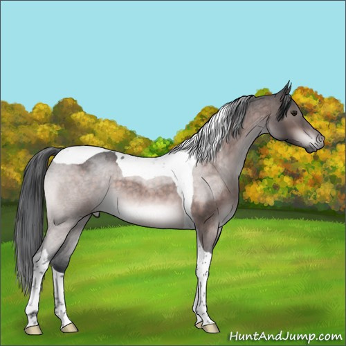 Horse Color:Platinum Brown Roan Tobiano Rabicano 
