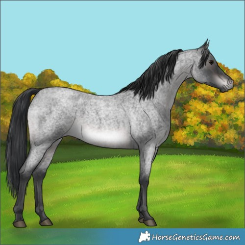 Horse Color:Platinum Brown Roan Rabicano 