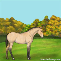 Horse Color:Buckskin Roan 
