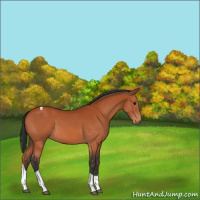 Horse Color:Bay Tobiano Rabicano 