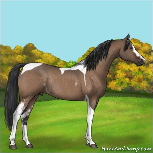 Horse Color:White Spotted Brown Dun Tobiano Rabicano 
