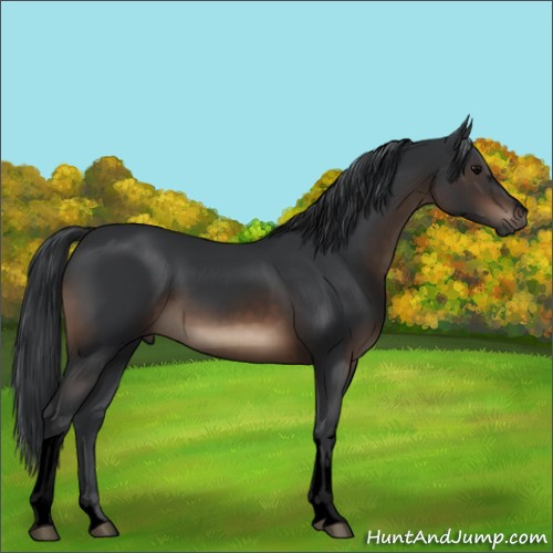 Horse Color:Void White Spotted Brown Tobiano Rabicano 