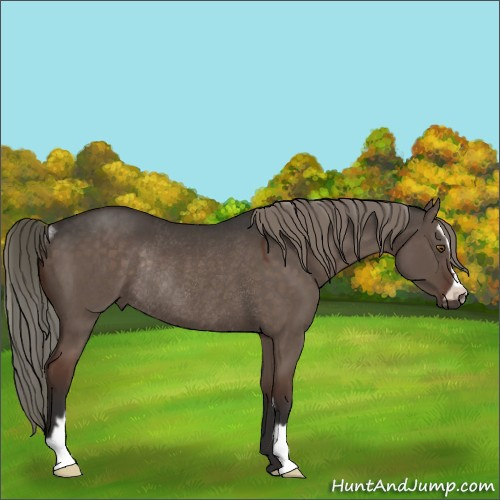 Horse Color:Liver Red Dun Mushroom Sabino Rabicano 