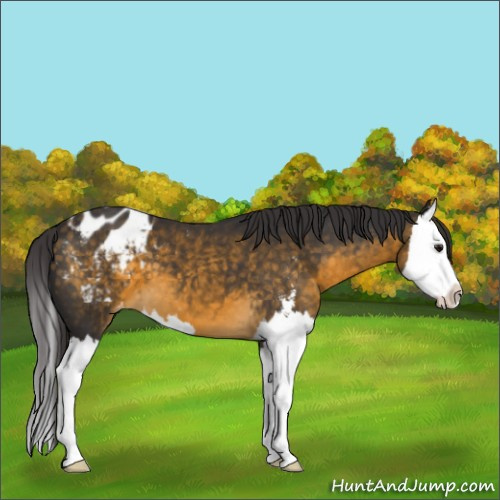 Horse Color:Buckskin Sabino Splash Appaloosa 