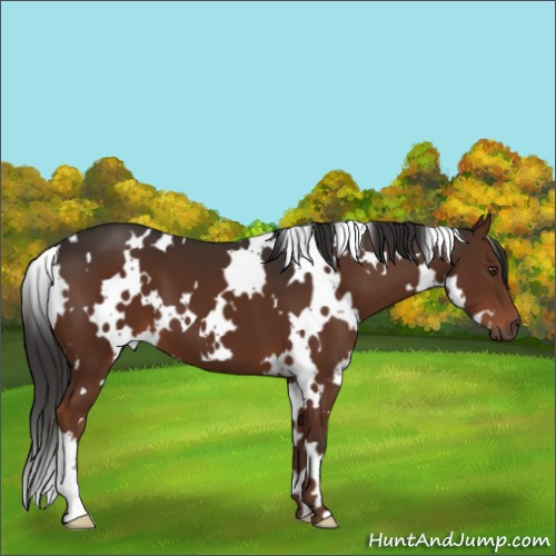 Horse Color:White Spotted Liver Chestnut 