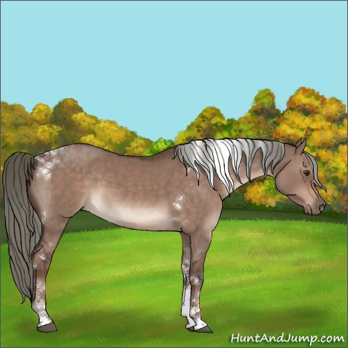 Horse Color:Liver Red Dun Mushroom Tobiano 