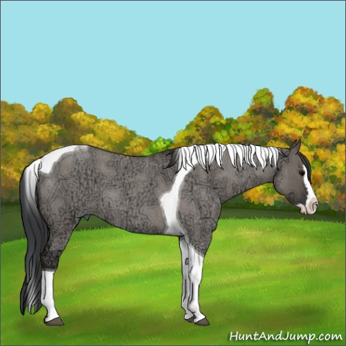 Horse Color:Grullo Ice Roan Splash Tobiano 