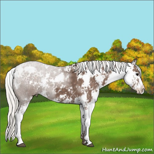 Horse Color:Silver Black Sabino 