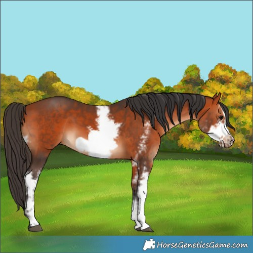 Horse Color:Bay Sabino Frame 