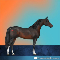 Horse Color:Brown Tobiano 