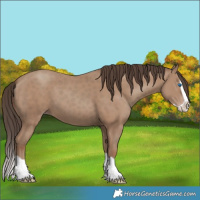 Horse Color:Classic Champagne Splash