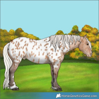 Horse Color:Silver Brown Dun Near Leopard