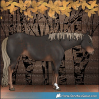 Horse Color:Liver Chestnut 