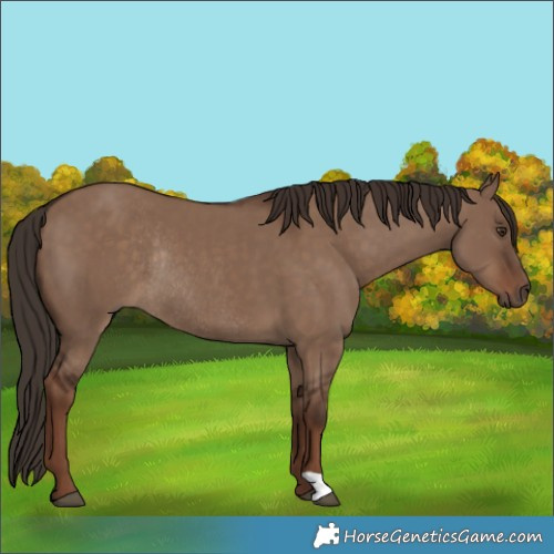 Horse Color:Liver Red Dun Rabicano 