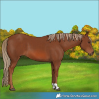 Horse Color:Chestnut 
