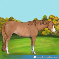 Horse Color:Chestnut Rabicano 
