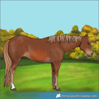 Horse Color:Chestnut 