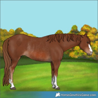 Horse Color:Chestnut Rabicano 