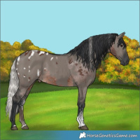 Horse Color:Silver Brown Tobiano Blanket  and Grullo Sabino Rabicano 