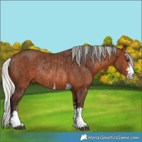 Horse Color:Brown Rabicano  and Silver Brown Rabicano 