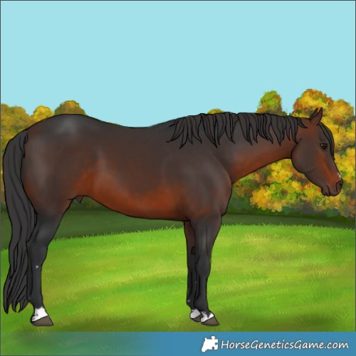 Horse Color:Brown 
