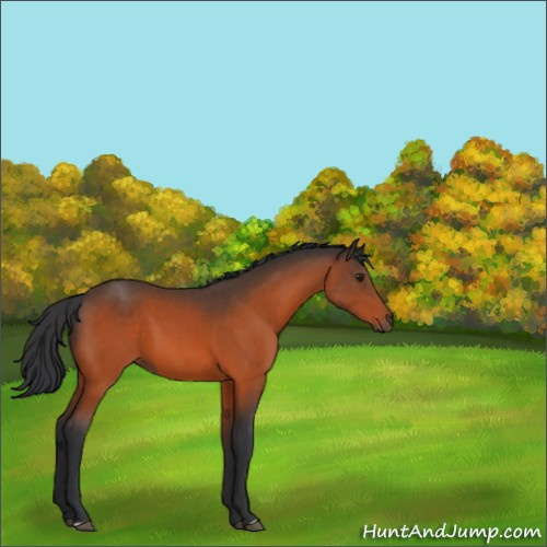 Horse Color:Brown